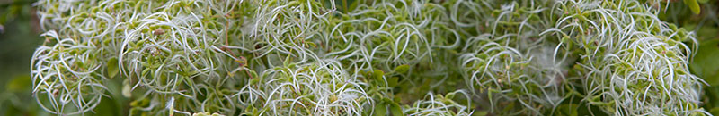 Holiday house Brela, Brela